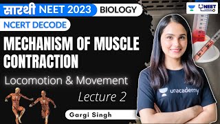 Mechanism of Muscle Contraction  Locomotion and Movement  L2  Saarthi  Gargi Singh [upl. by Gnet]