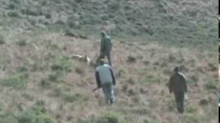 Hunting a Barbary Aoudad Sheep with Lalapa Safaris Eastern Cape South Africampg [upl. by Papert]