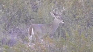 Coues Whitetailed Deer Buck near the San Pedro River in Cochise County Arizona Sept 2013 [upl. by Ennayoj35]