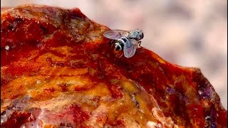 Rockhound On The Trail to Moss Agates [upl. by Cornelle]