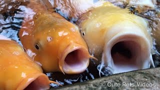 Funny fishes with big mouth Japanese Koi [upl. by Lauren]