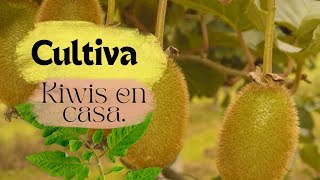 Cómo cultivar semillas de kiwi en casa [upl. by Mamoun424]