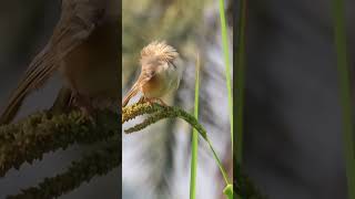 Jungle prinia preening on a Paddy plant abcnatureshorts natureandwildlife prinia birdsounds [upl. by Kcolttam]