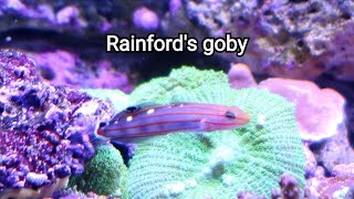 🐠 Rainfords goby [upl. by Cutcheon]