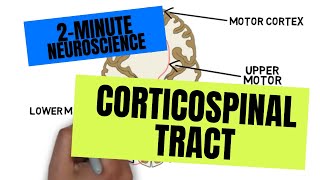 2Minute Neuroscience Corticospinal Tract [upl. by Ahon]