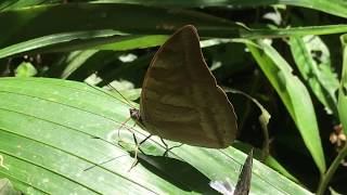 デモフォンオオルリオビタテハArchaeoprepona demophon アキダリアキノハタテハMemphis acidalia 20181030 Apuya Napo Ecuador [upl. by Hbahsur]