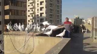 على السطح كش حمام أبو سمير pigeons for Flying [upl. by Juback889]