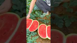 cutting twin watermelons [upl. by Seigel]