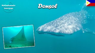 Donsol ∙ Tauchen mit den Walhaien und Mantarochen ∙ Philippinen ∙ Weltreise Vlog 91 [upl. by Baylor]