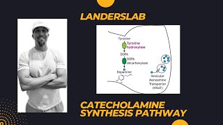 Catecholamine Synthesis [upl. by Watters]