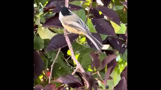 Black Capped Chickadee [upl. by Bendicty]