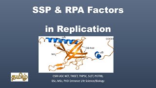 Single strand DNA binding ProteinSSPReplication Protein ARPATamil CSIR NET TNSET GATE [upl. by Nema576]