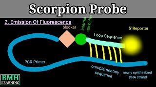 Scorpion Probe  Real Time PCR Using Scorpion Primer  Scorpio Probe Assay [upl. by Nosnar]