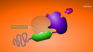 How Intracellular Receptors Regulate Gene Transcription  Animation [upl. by Minda]