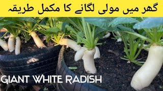 Growing White Radish From Seeds  IN 40 DAYS [upl. by Cristie]