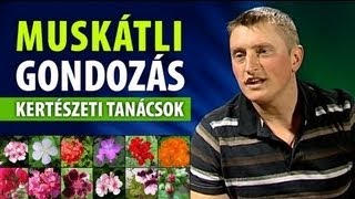 A muskátli  hogyan gondozzuk hogy mindig virágozzon [upl. by Mahmoud]