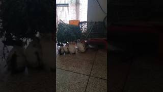 When brownie starts a fight🤭🌝🤫littlebunny bunny yourbunny pets babybunny yourpet cute [upl. by Notsur]