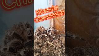 Nhandu Chromatus [upl. by Ahsiekan]