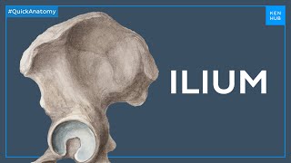 Anatomy of the ilium  Quick Anatomy  Kenhub [upl. by Abrahamsen]