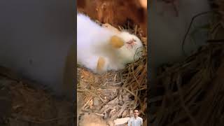 bunny 🐇 snoring while sleeping 💤 cute bunny viral [upl. by Zeeba]