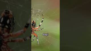 How many legs does a spider have [upl. by Divadnhoj]