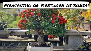 Pyracantha or Firethorn as Bonsai [upl. by Stempien]