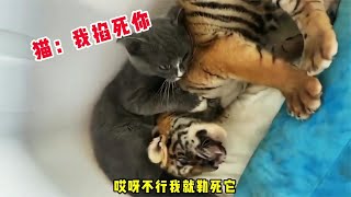 【笑亿天】猫：今天我踹不死你，就勒死你 [upl. by Nagy]