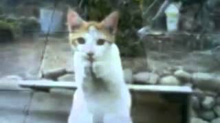 Happy Birthday Trance Style 1  Funny Cats [upl. by Adel]