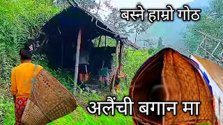 traditional village life  elaichi kheti in nepal 🙋‍♂️ हाम्रो बस्ने गोठ [upl. by Seldun]