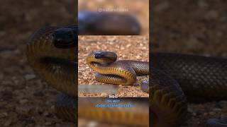 Inland Taipan  The Most Venomous Snake [upl. by Kenrick617]