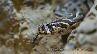 צפע מצוי  أفعى فلسطين Palestine viper Daboia palaestinae [upl. by Einotna]