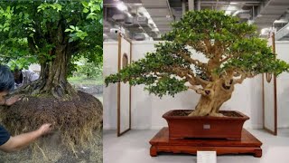 50 INSPIRASI BONSAI KEMUNING JUARA DAN TERBAIK  murraya paniculata  orange jasmine [upl. by Reiner]