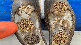 Cut Trim and Cleaning  Screw with Nails WAS STUCK IN cows hoof [upl. by Aratihc]