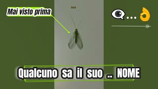 Chi sa cosè  e il nome  insect [upl. by Odranar103]