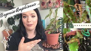 BEGONIA AMPHIOXUS  Care Tips and Tricks [upl. by Bysshe]