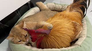 The kitten hugged the rooster to sleep afraid that he would run away Funny cat Interesting animal [upl. by Anelrad539]