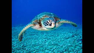 Sea TURTLE Aquatick Evolutiva Reptilian Ambience Sea TURTLE [upl. by Yleen]