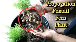 Foxtail Fern plant  How to grow Foxtail Fern plant [upl. by Oeht]