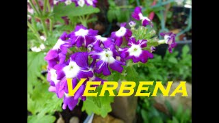 Gardeners World 2022 Episode 13 Verbena from The Little Garden of Monfestino CMFR Giardinaggio [upl. by Robillard]