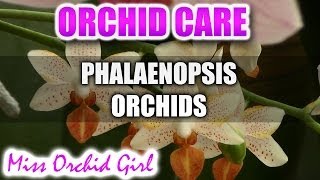 How to care for Phalaenopsis Orchids  Watering fertilizing reblooming [upl. by Elokkin]