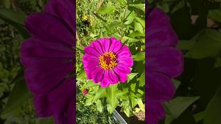 The Maharelle Sisters Zinnia Heaven ❤️ snl dooneese flowers gardening [upl. by Birecree]