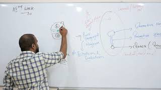 EMBRYOLOGY MADE SIMPLE PART 4WEEK 3NUERULATION AND GASTRULATION [upl. by Barrett]