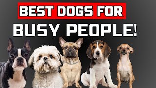 Top 10 Low Maintenance Dog Breeds [upl. by Irej519]