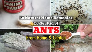 30 Natural Home Remedies To Get Rid of Ants From Home amp Garden [upl. by Arten473]