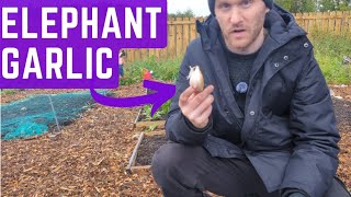 garlic planting in Octoberallotment garden beginner [upl. by Buller551]