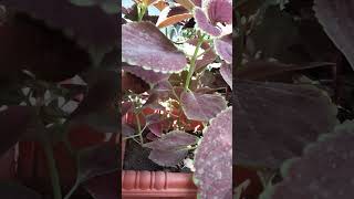 Grow tha Coleus Cutting coleus garden growth [upl. by Volney]