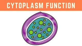 Cytoplasm Function  More than just the clear liquid of the Cell [upl. by Knight]