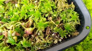 Update Cephalotus Follicularis Repotting and Propagation [upl. by Dupin134]