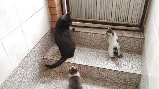 New Kittens Meeting Resident Cat For The First Time [upl. by Hickie]