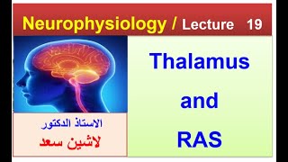 Thalamus  Reticular activating system Lashin دلاشين [upl. by Aleetha]